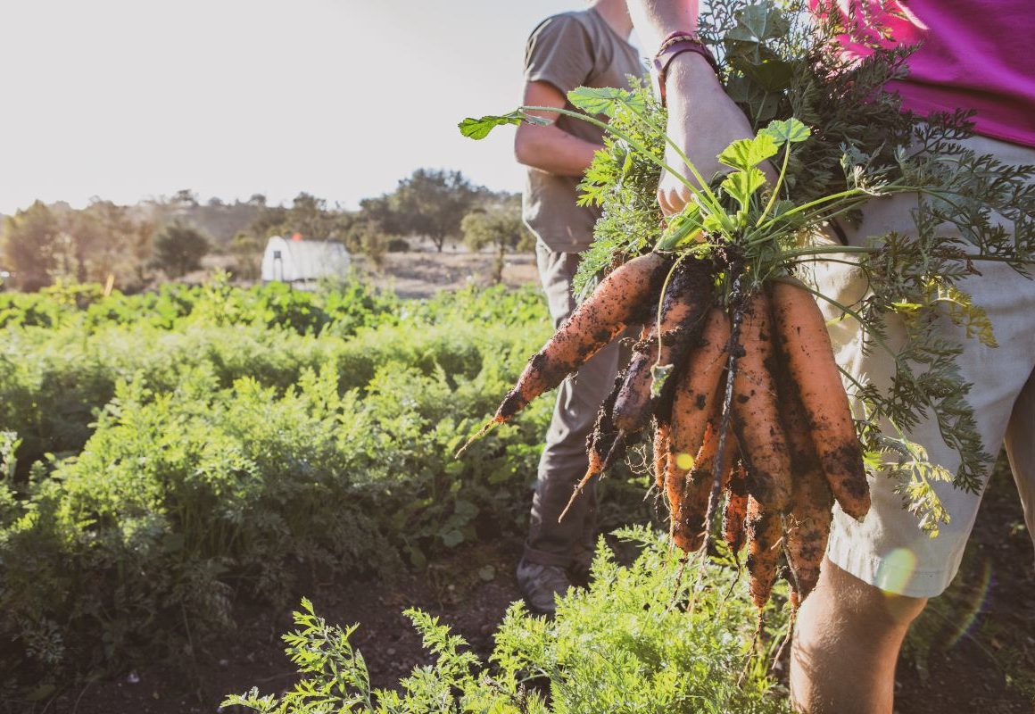Carrots being harvested at Midland School's organic farm and garden