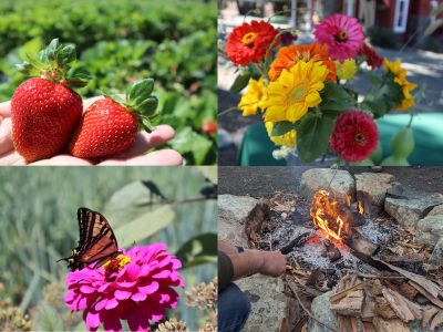Picture of strawberries, flowers, butterfly on a pink flower, campfire